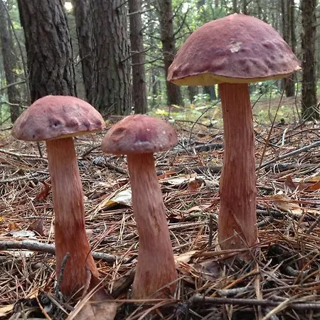 Apartament Premium Dune W Porto