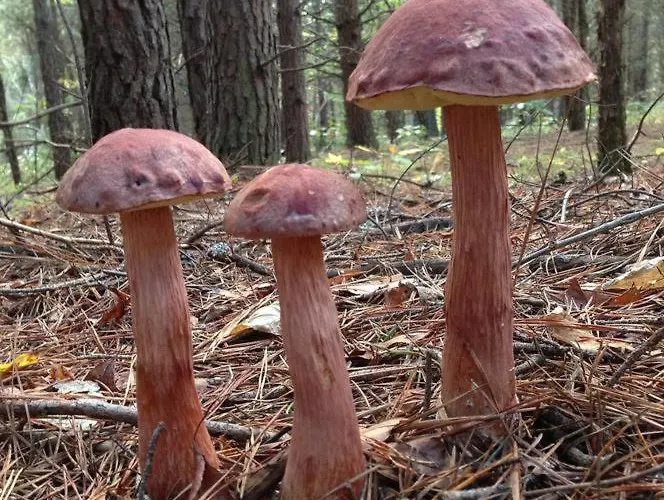 Lägenhet Premium Dune W Porto